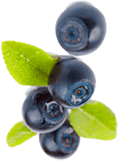 fresh blueberries